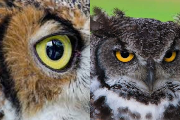 can owl move their eyes