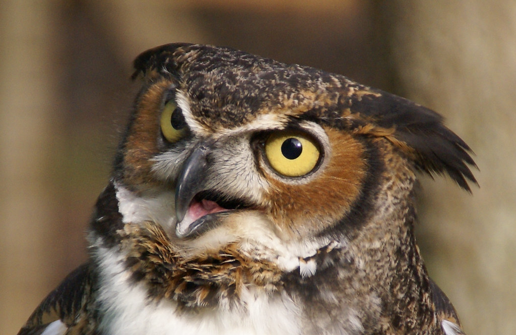 Close-up of a Great Horned Owl showing classic raptor features like sharp eyes and hooked beak.