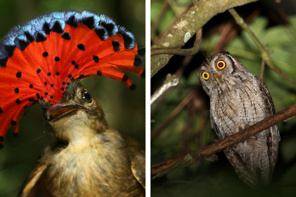 owl hunts amazonian royal flycatcher