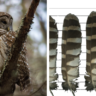 barred owl feather identification