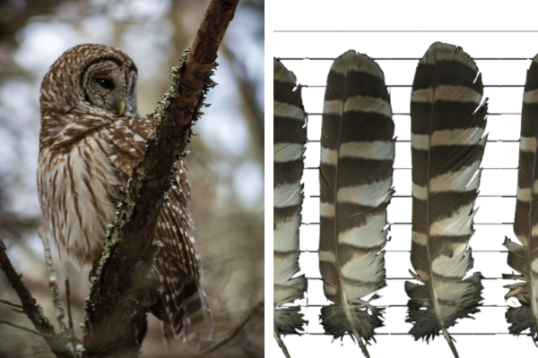 barred owl feather identification