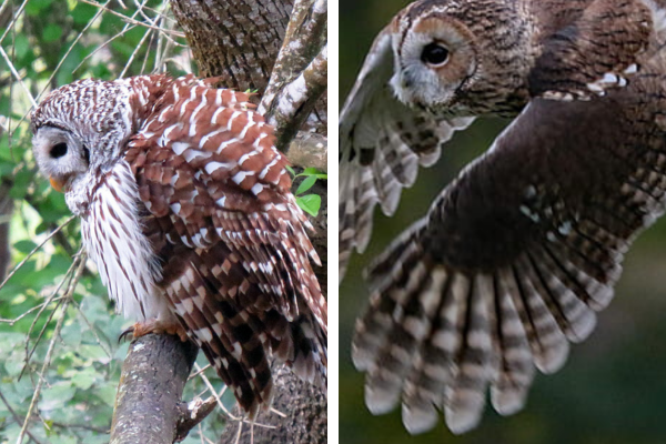 Barred Owl Feather Identification in forest 