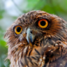 Brown Fish Owl