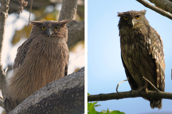 Brown Fish Owl Grid