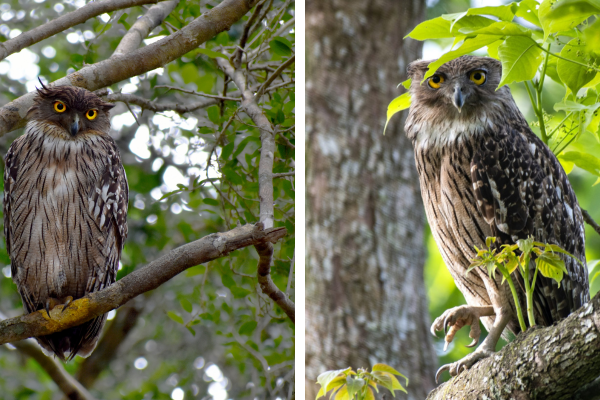 Brown Fish Owl Sitting on Branch