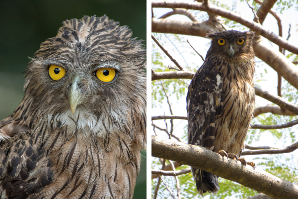 Brown Fish Owl in Forest