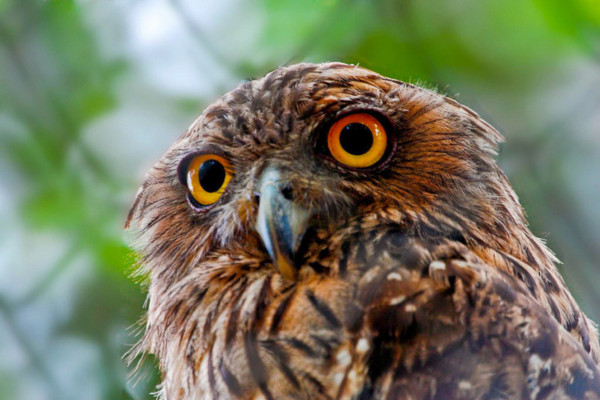 Brown Fish Owl