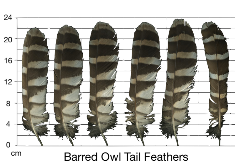 barred owl tail feather identification 