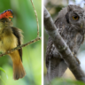 what owl eats the amazonian royal flycatcher