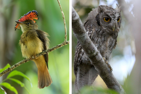 what owl eats the amazonian royal flycatcher