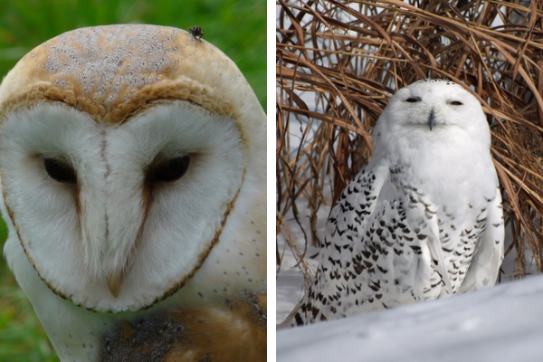 Special Permits for Owls in South Carolina