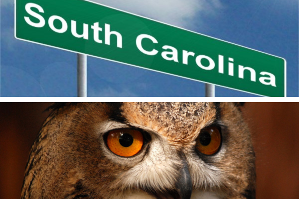 owls that you can keep as pets in south Carolina