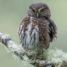 Pernambuco Pygmy Owl