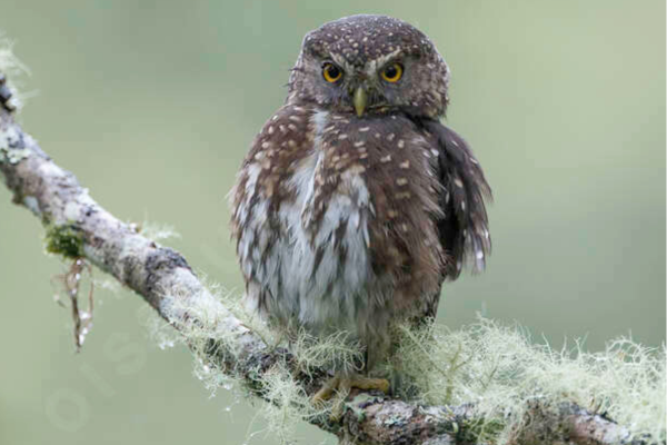 Pernambuco Pygmy Owl