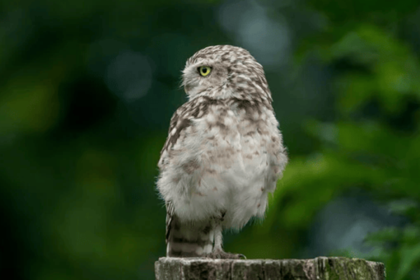 Pernambuco Pygmy Owl In Forest