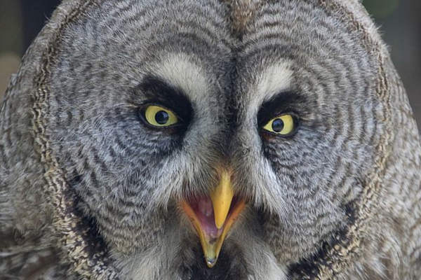 Can Owls Smell? Read This