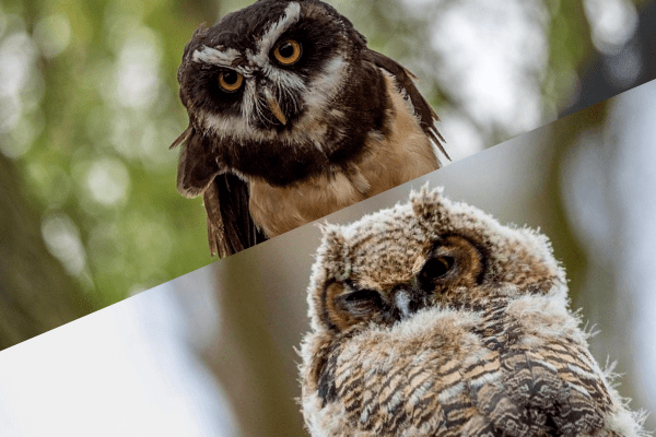 Owl Pond About Us
