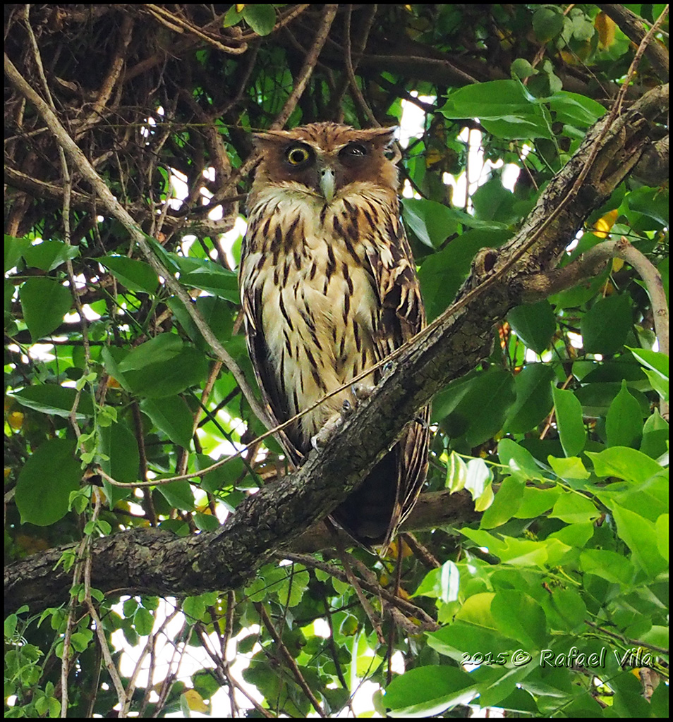 Philippine Eagle-Owl perched in a tree within dense forest foliage