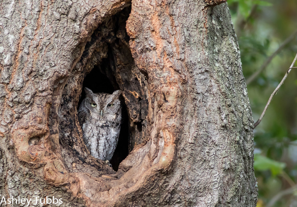 Eastern Screech-Owl resting inside a tree cavity in North Texas