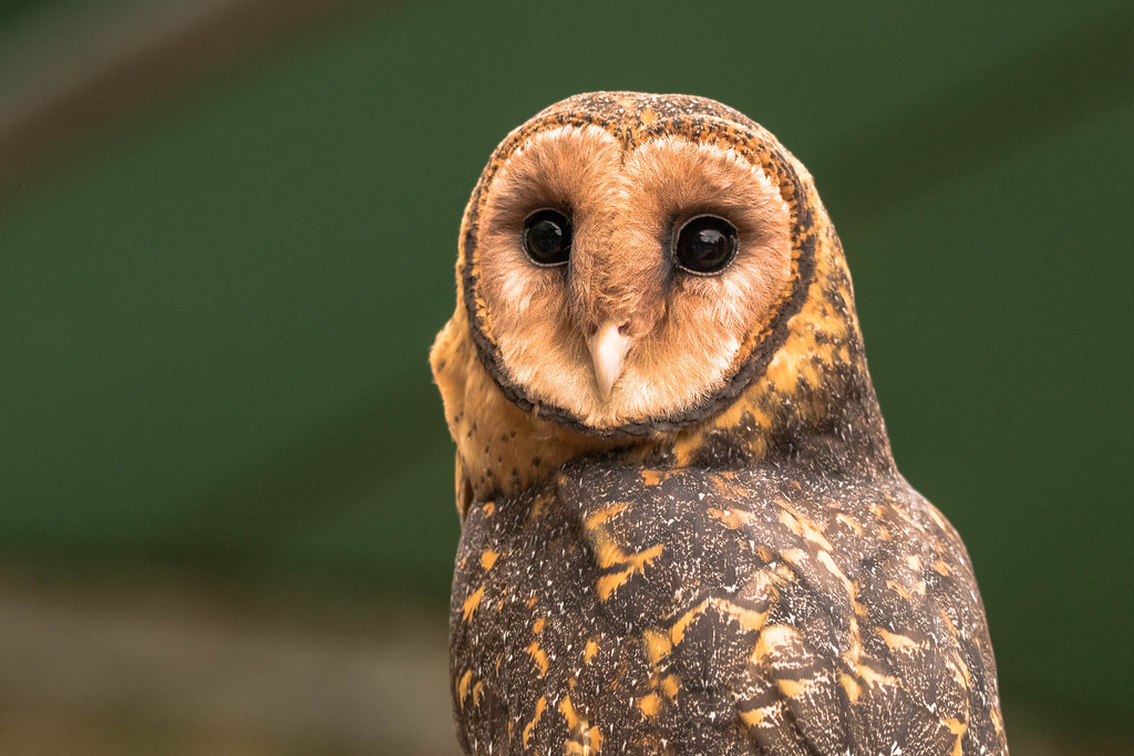 Tasmanian masked owl facing the camera with pale facial disc and mottled brown plumage