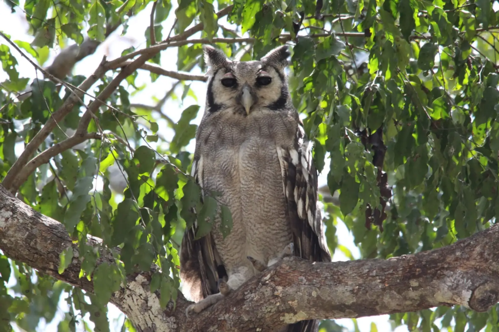 Verreaux’s Eagle Owl perched in a tree with ear tufts visible among green leaves