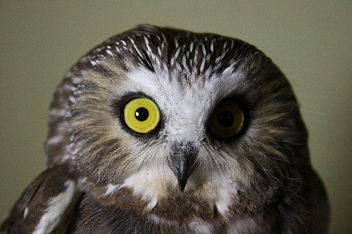 Close-up of a Northern Saw-whet Owl showing its large yellow eyes