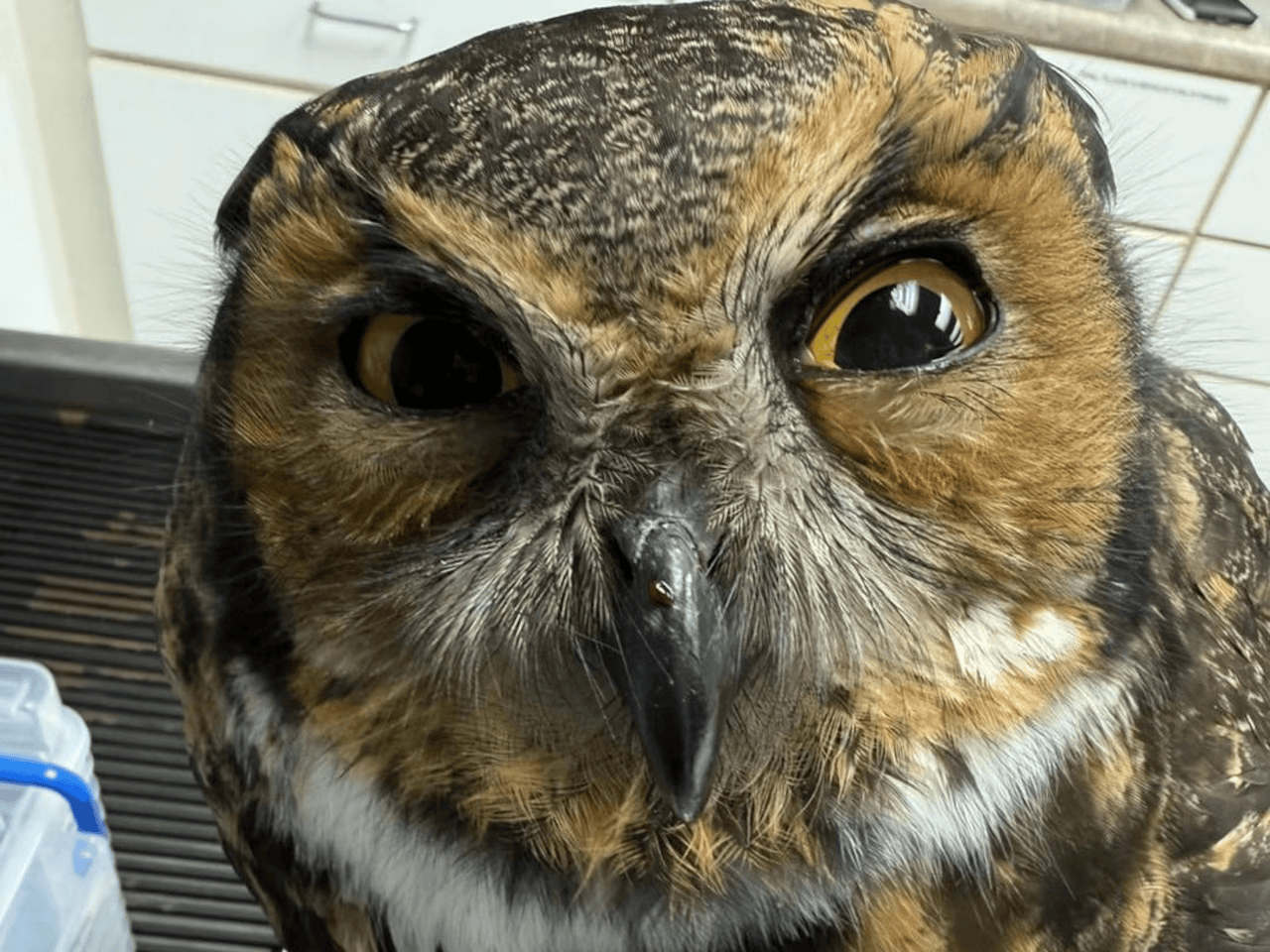 Rescued great horned owl receiving care after being found bound in South Haven Township, Michigan