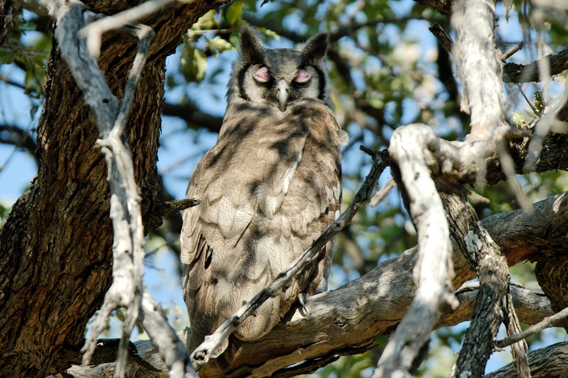 Verreaux’s Eagle Owl roosting on a tree branch with ear tufts raised among leaves