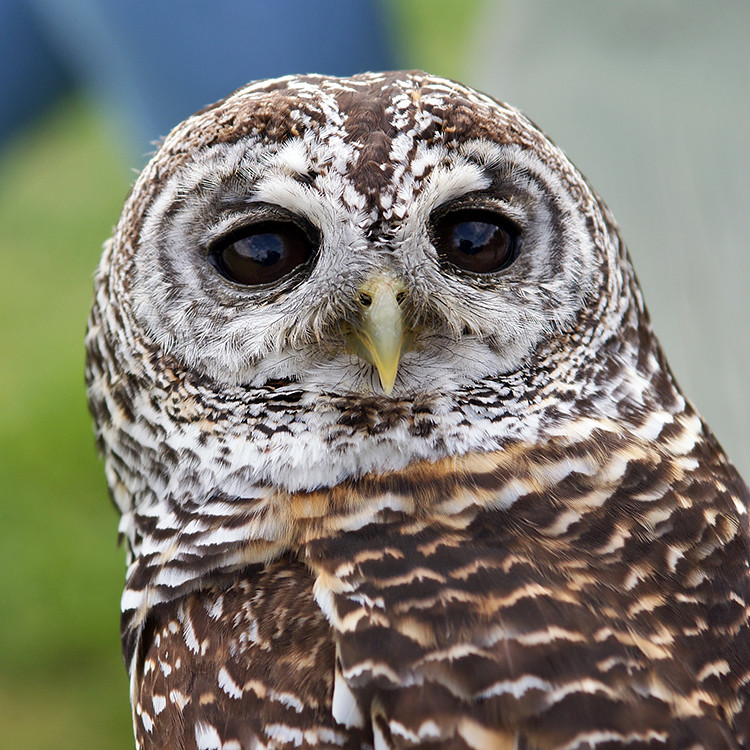 Front-facing owl with large dark eyes and a rounded facial disc