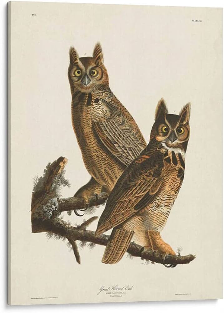 Great Horned Owl illustration by John James Audubon from The Birds of America
