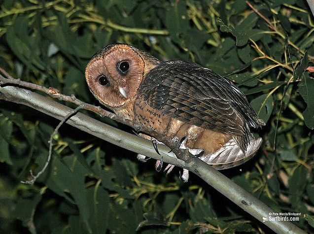 Tasmanian masked owl perched on a branch at night with wings folded