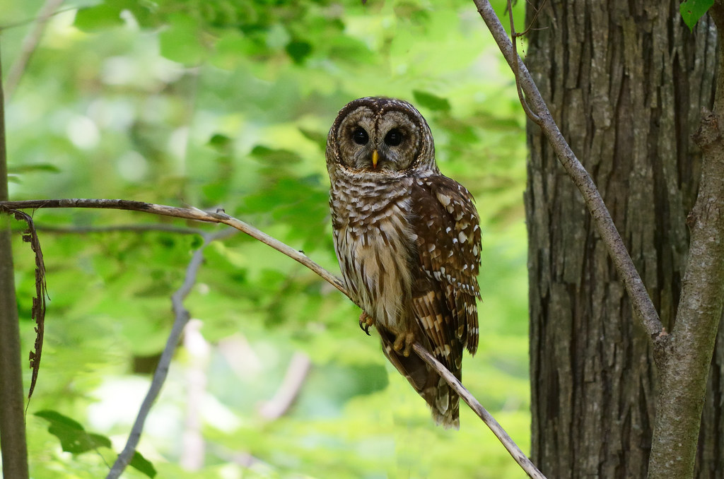 Barred Owl perched on a branch in a wooded North Texas habitat