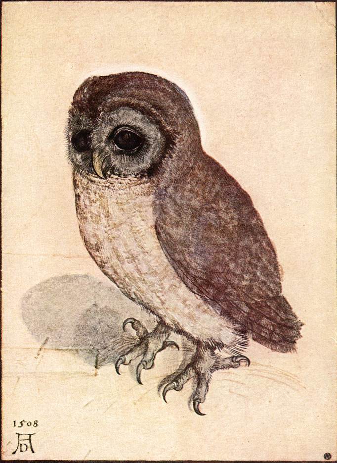 Owl study by Albrecht Dürer painted in 1508 with watercolor and gouache