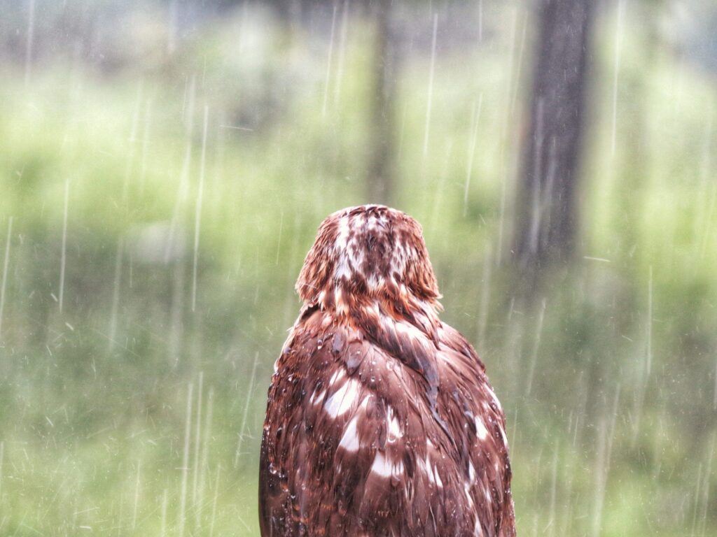 Owl seen from behind sitting in the rain with wet feathers in a forest setting