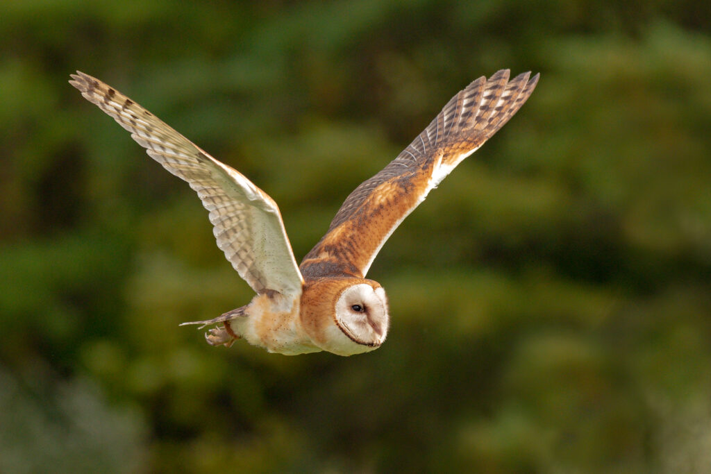 Barn Owl flying with wings outstretched, showing pale face and long wings