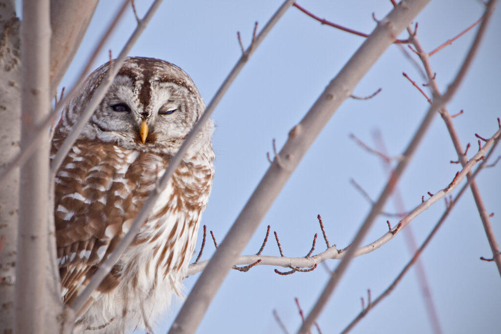 Barred Owl perched in leafless trees during winter in Vermont