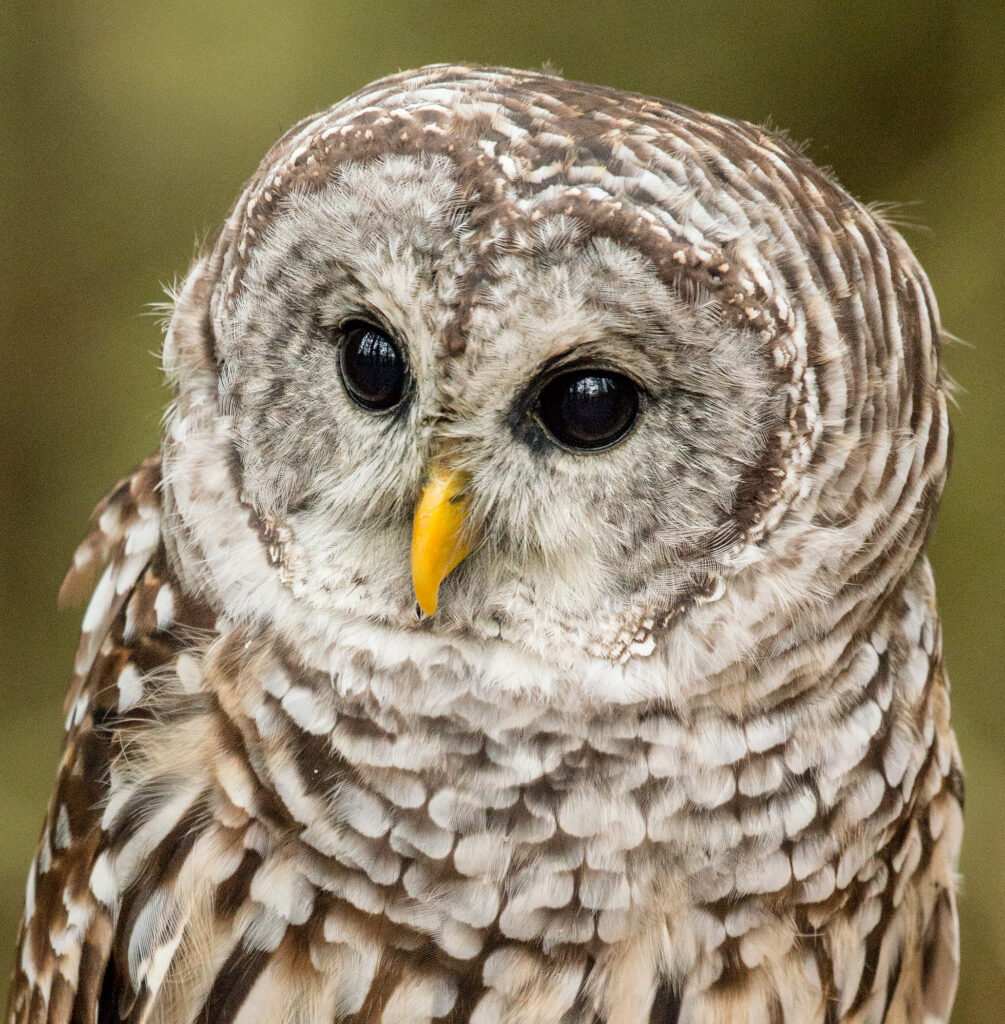 Barred Owl with dark eyes and barred gray-brown feathers, perched in woodland