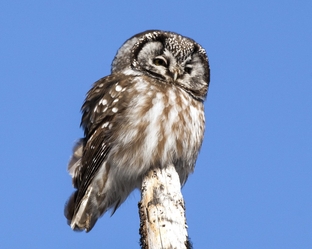 Boreal Owl perched on a broken tree trunk against a clear sky