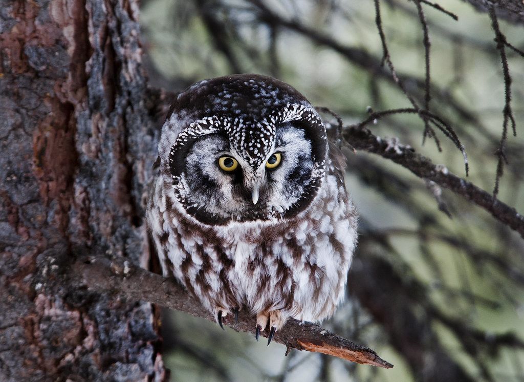 Boreal Owl perched on a conifer branch, showing yellow eyes and white-spotted crown