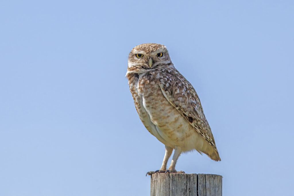 Burrowing Owl perched on a wooden post in open prairie habitat