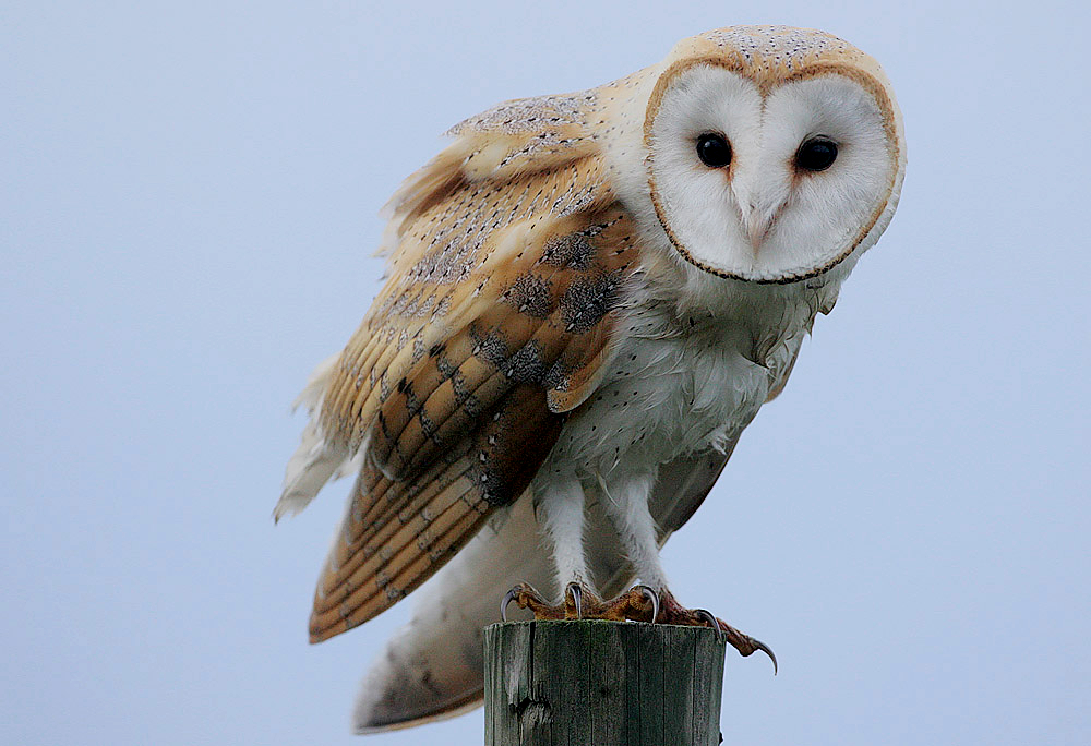 Barn Owl perched on a wooden post in open North Texas landscape