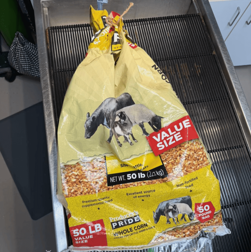 Cattle feed bag in which a great horned owl was found abandoned in South Haven Township, Michigan