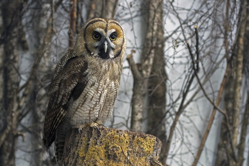 Great Gray Owl perched on a tree stump in a boreal forest setting