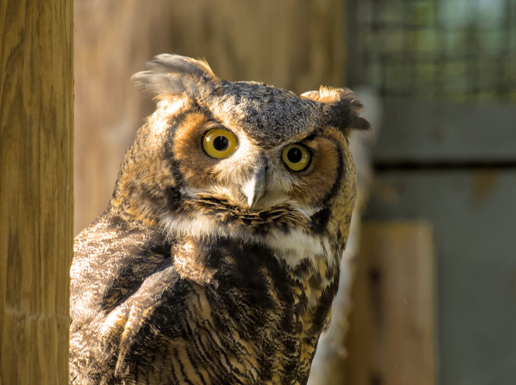 Great Horned Owl perched on a wooden post in Vermont