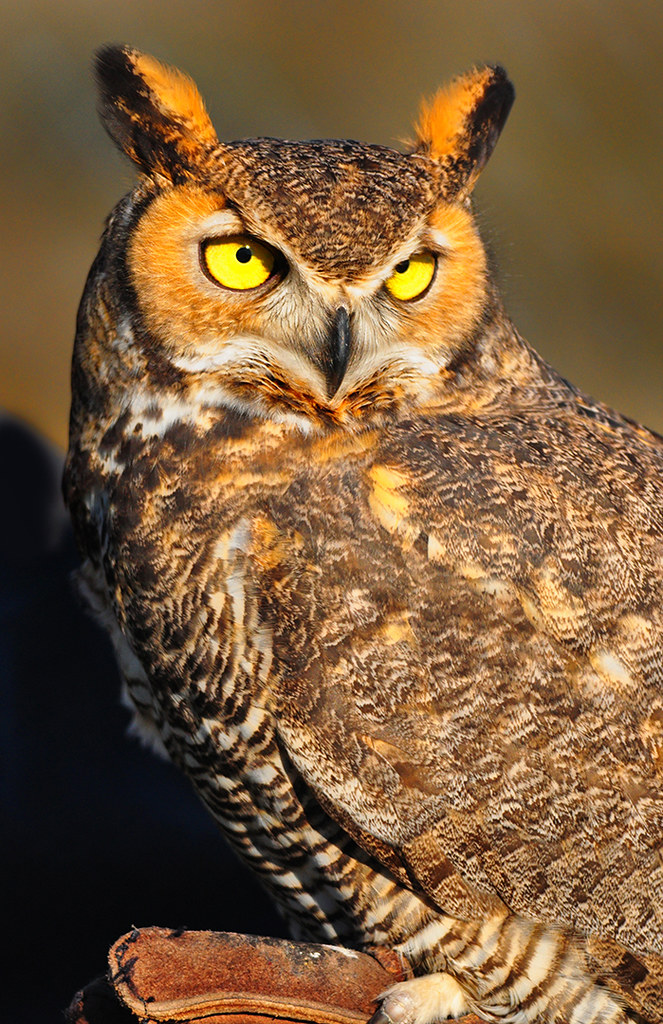 Great Horned Owl perched on a branch, showing ear tufts and bright yellow eyes