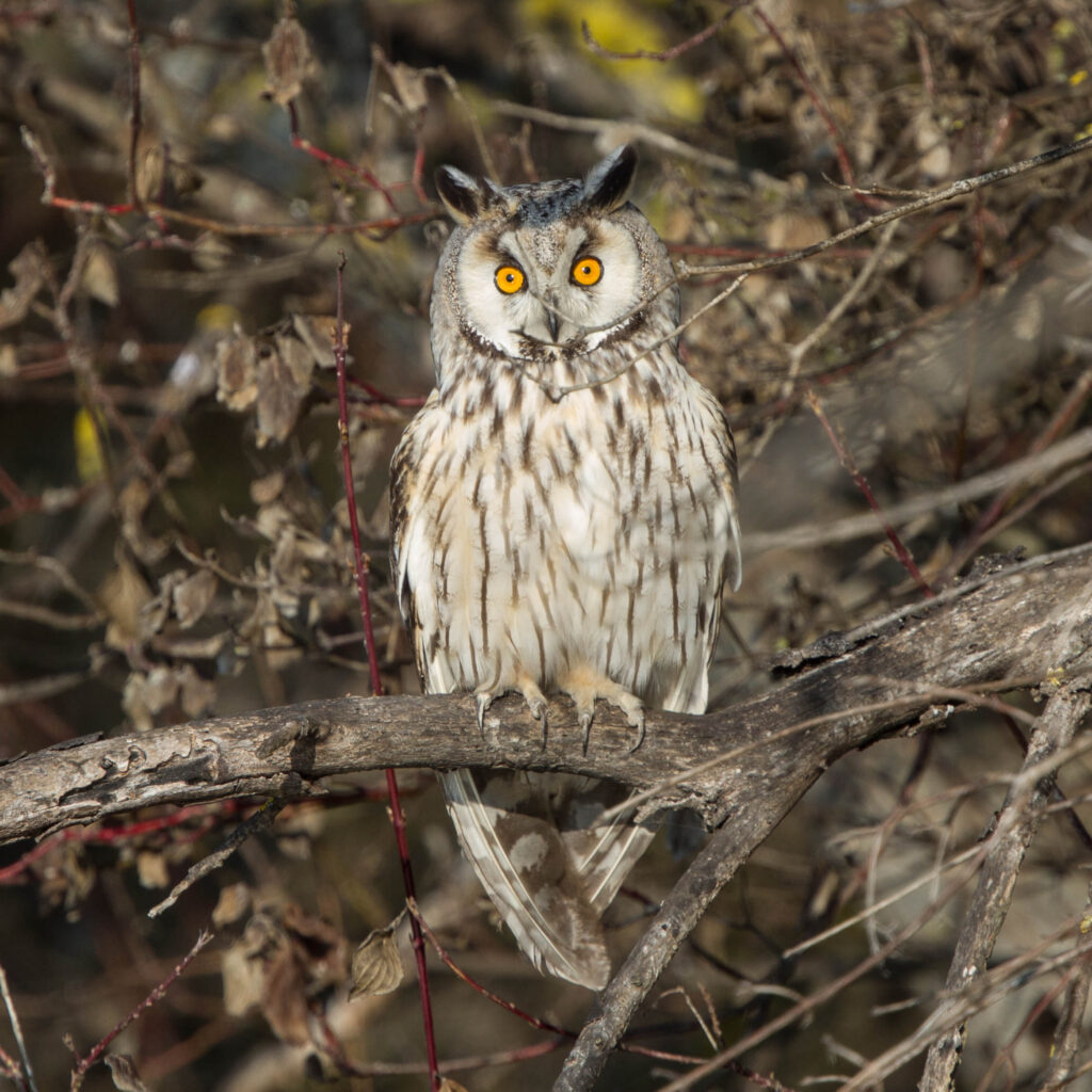 Long-eared Owl perched on a branch in dense woodland during winter