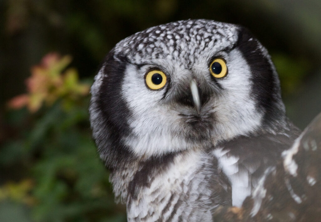 Northern Hawk Owl perched and looking directly toward the camera