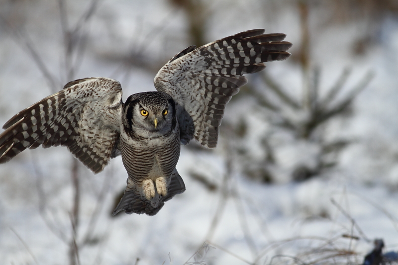Northern Hawk Owl flying low over snowy ground with wings spread