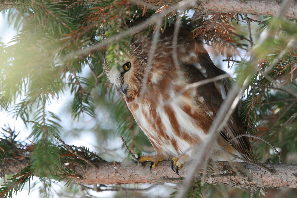 Northern Saw-whet Owl roosting in dense evergreen branches in Vermont