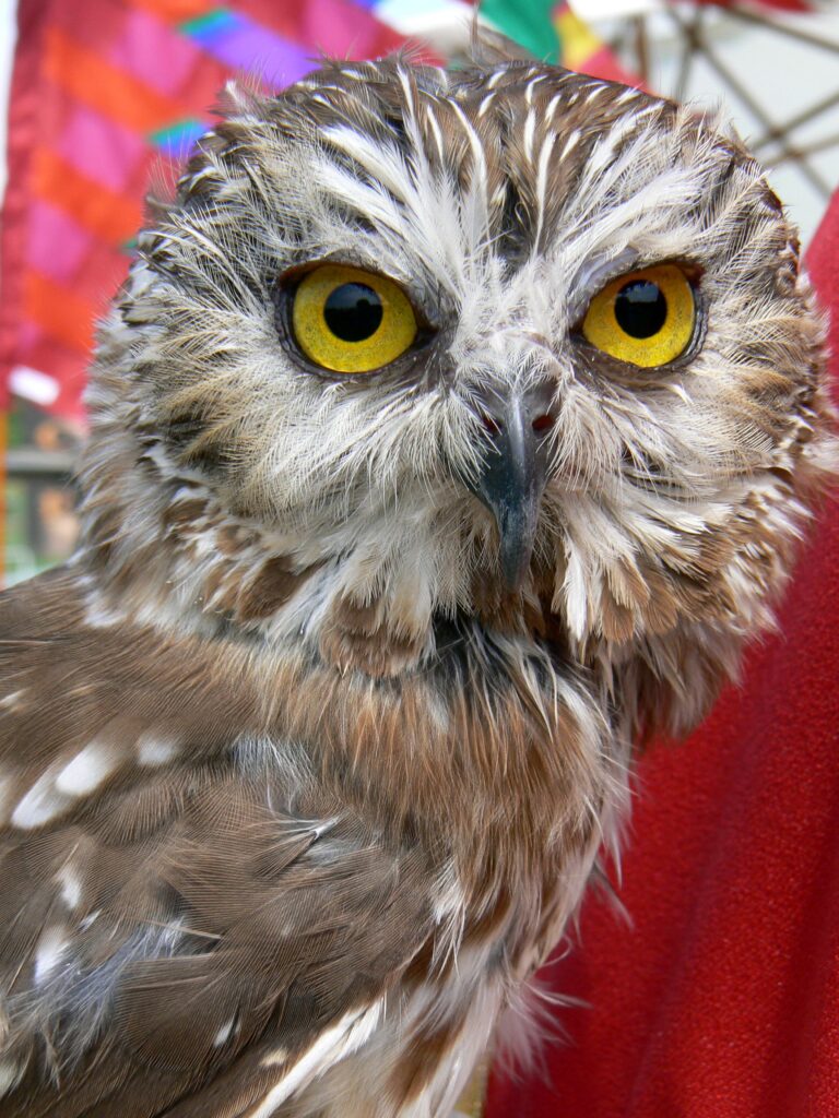 Northern Saw-whet Owl close-up showing bright yellow eyes and finely streaked plumage